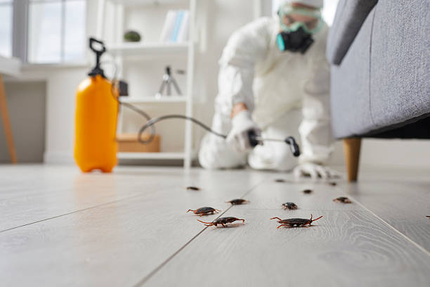 Commercial Kitchen Cockroach Control in Leadwood